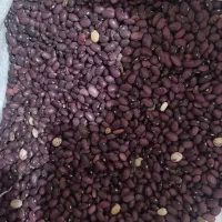 فروش لوبیا قرمز