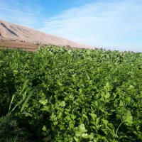 سبزی خورشتی|خوردنی و آشامیدنی|سرپل ذهاب, |دیوار