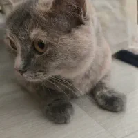 گربه ماده بریتیش