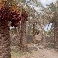 باغ خرما بم نرماشیر