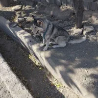 سگ هاسکی ماده|سگ|مشهد, طرق|دیوار