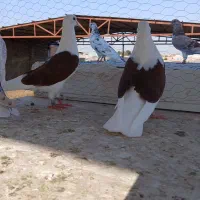 کفتر دوکت