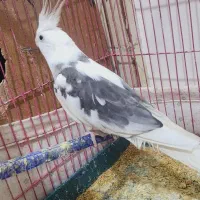 عروس هلندی نر|پرنده|خاش, |دیوار