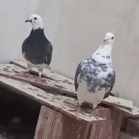 شازده جفت داوادا|پرنده|اردبیل, |دیوار