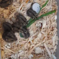 همستر کمپل|موش و خرگوش|رشت, نخودچر|دیوار