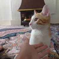 واگذاری رایگان گربه|گربه|قدس, شهرقدس|دیوار