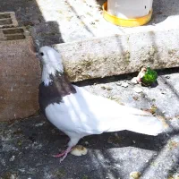 رنگی،دورگ،پلاکی،خوشرنگ