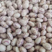 200تن لوبیا چیتی درجه یک