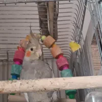 عروس هلندی گمشده