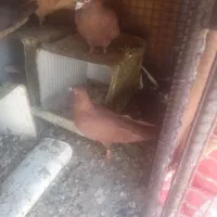 پرنده