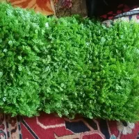 چمن سبز مصنوعی|گل مصنوعی|شیراز, ریشمک|دیوار