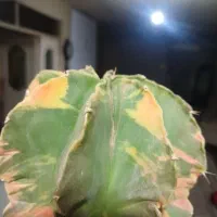 آسترفیتوم(ابلق)|گل و گیاه طبیعی|الوند, |دیوار