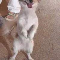 سگ اشتیپز شیتزو|سگ|شهرضا, |دیوار