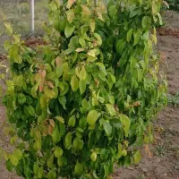 باغ ویلا|فروش زمین و ملک کلنگی|تویسرکان, |دیوار