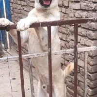 سرابی گمشده|حیوانات|پاکدشت, پاکدشت (مامازند)|دیوار