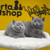 گربه بریتیش بلو کیفیت هیولا