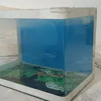 اکواریوم شیشه خم|ماهی|مشهد, امیر المومنین|دیوار