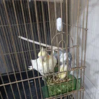 عروس هلندی مولد|پرنده|شاهین‌شهر, خانه کارگر|دیوار