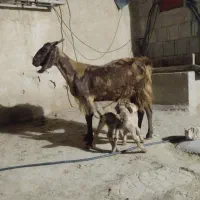 یک راس بز داشتی دو قلو زا