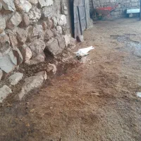 دو عدد کبوتر|پرنده|روانسر, |دیوار