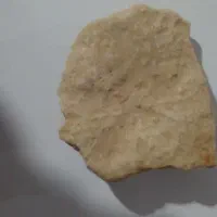 فسیل|کلکسیون اشیاء عتیقه|شوط, |دیوار