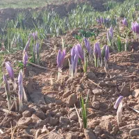 زعفران پوشال