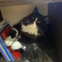 واگذاری گربه