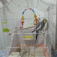 فروش دو عدد عروس هلندی