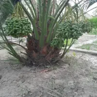 فاروش پاجوش ازآبادان خ و زس ت ان|خدمات باغبانی و درختکاری|برازجان, |دیوار