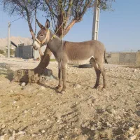 الاغ|حیوانات مزرعه|بهبهان, |دیوار