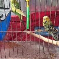 مرغ عشق انگلیسی با همه وسایل و قفس معمولی