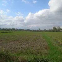 فروش (۵۱۰۰ )مترخونه محوطه و شالیزار|فروش زمین و ملک کلنگی|شفت, |دیوار