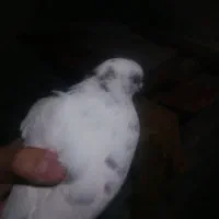 کبوتر|پرنده|لوندویل, |دیوار