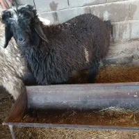 بره تخمی|حیوانات مزرعه|مسجد سلیمان, |دیوار