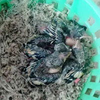 جوجه سهره|پرنده|رشت, پیرسرا|دیوار
