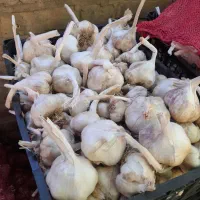 سیر