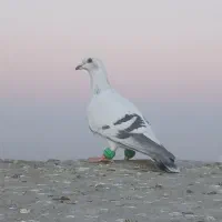 کبوتر|پرنده|تربت جام, جامی|دیوار