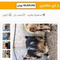 فروش بز به همراه بزغاله