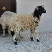 بره عربی|حیوانات مزرعه|اهواز, زیتون کارمندی|دیوار