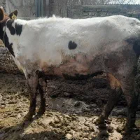 گوساله هلشتاین