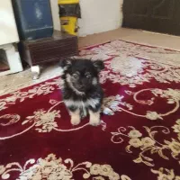 سگ پاکوتاه