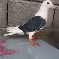 گراف نر|پرنده|تربت جام, حافظ|دیوار