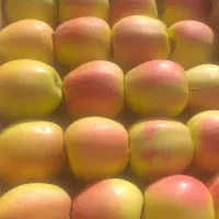 انواع نهال سیب