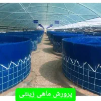 سرمایهگذاری در تولید ماهی زینتی