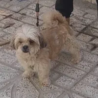 سگ پاکوتاه باهوش.نژاد شیتزو