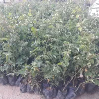 نهال گل محمدی