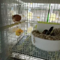 فنچ بنگالی گلدین|پرنده|مشهد, انقلاب|دیوار