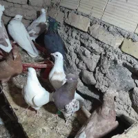 کفتر فروشی کاشمر