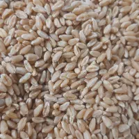 فروش گندم آبی رقم اوکلید