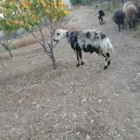 بره ماده پلنگی و یک راس شیشک قوچوشیشک ابستن|حیوانات مزرعه|شازند, |دیوار